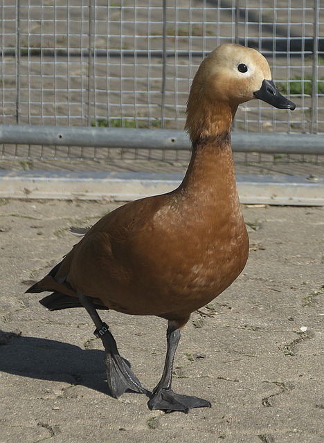 金量