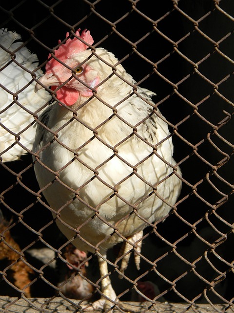 梅西在大赛 梅西在大赛